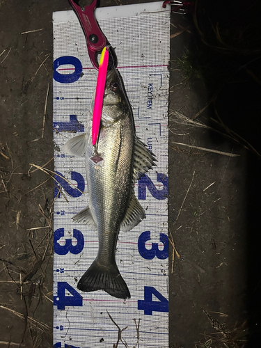 シーバスの釣果