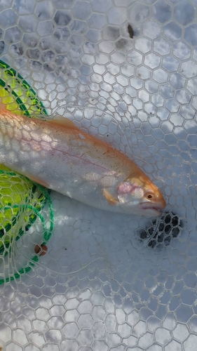 アルビノニジマスの釣果