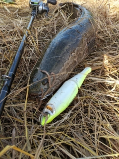 ライギョの釣果