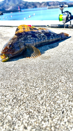 アイナメの釣果