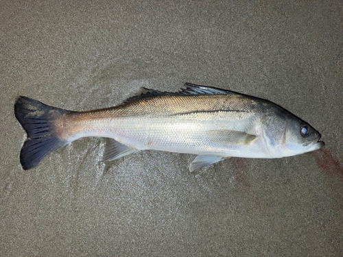 セイゴ（マルスズキ）の釣果