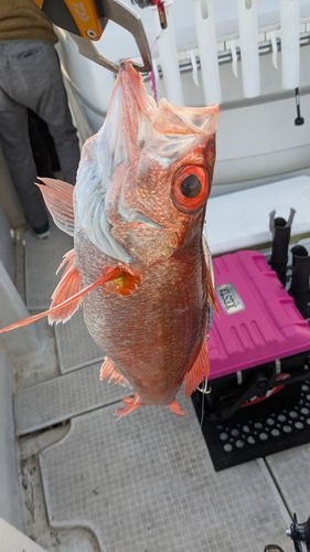 アカムツの釣果