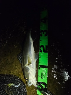 フッコ（マルスズキ）の釣果