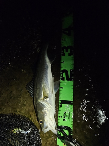 フッコ（マルスズキ）の釣果