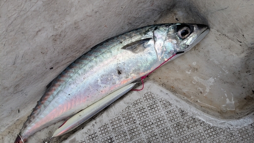 サバの釣果