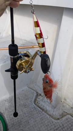 ユメカサゴの釣果