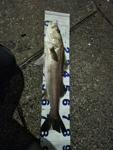 スズキの釣果