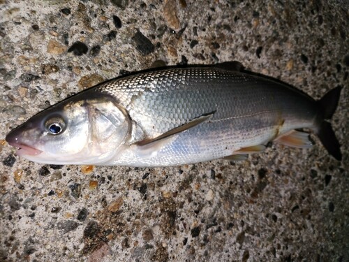 ウグイの釣果