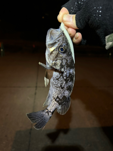 ソイの釣果