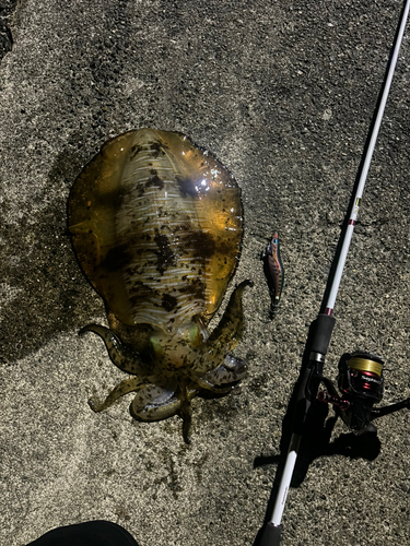 アオリイカの釣果