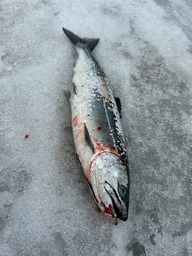 サクラマスの釣果