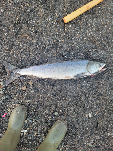 サケの釣果