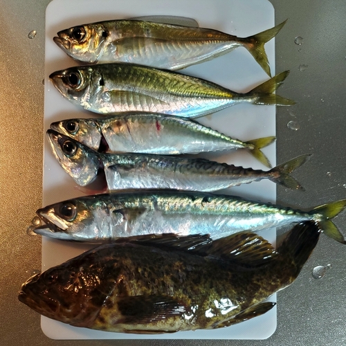 ベッコウゾイの釣果