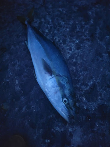 ワラサの釣果