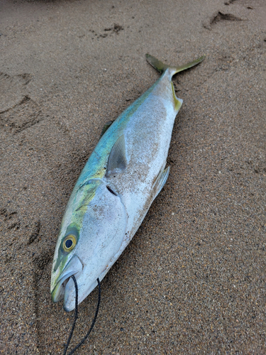 ワラサの釣果