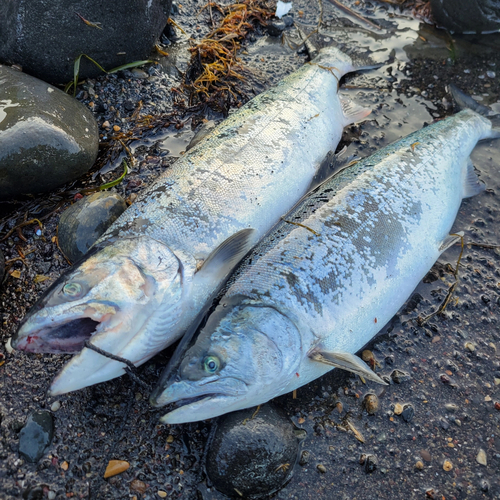 サクラマスの釣果