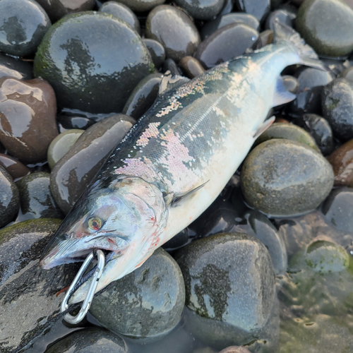 サクラマスの釣果