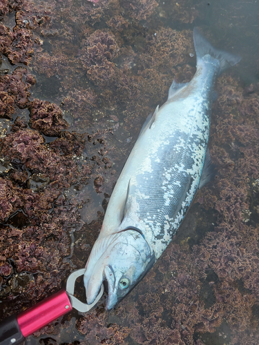 サクラマスの釣果