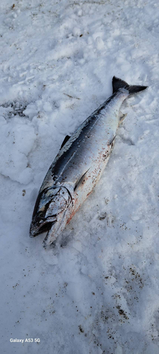 サクラマスの釣果