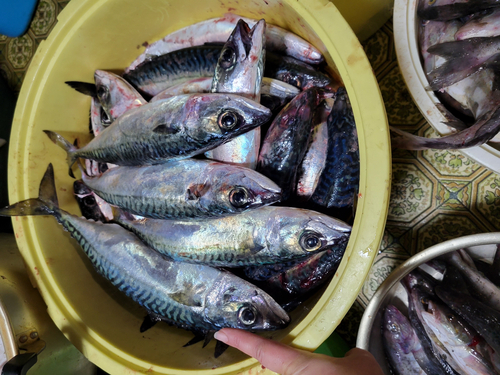 ホッケの釣果