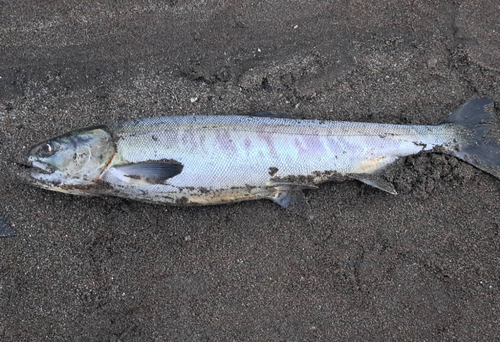 サケの釣果