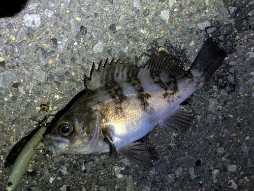 メバルの釣果