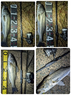 セイゴ（マルスズキ）の釣果