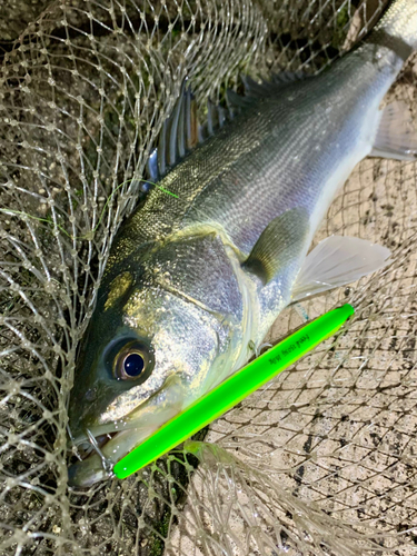 フッコ（マルスズキ）の釣果