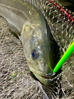 スズキの釣果