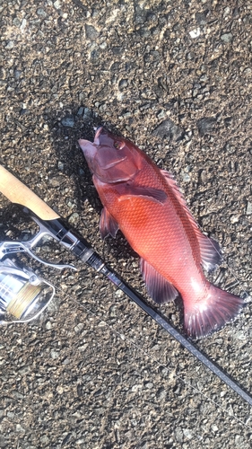 コブダイの釣果