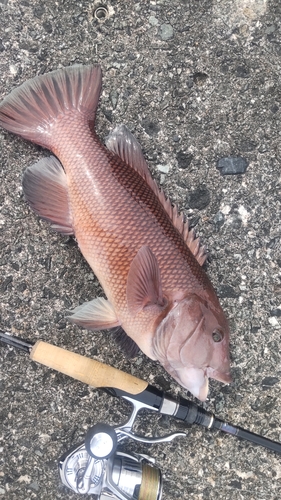 コブダイの釣果