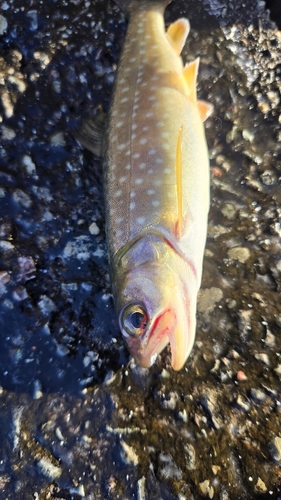 アメマスの釣果