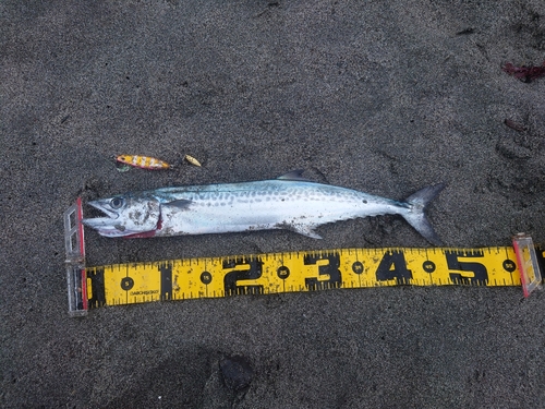 鮫島海岸