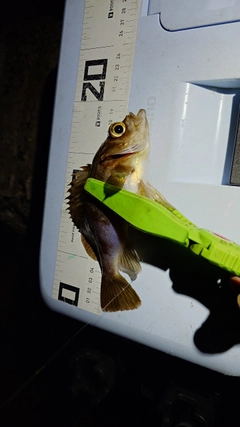 メバルの釣果