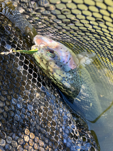 ニジマスの釣果