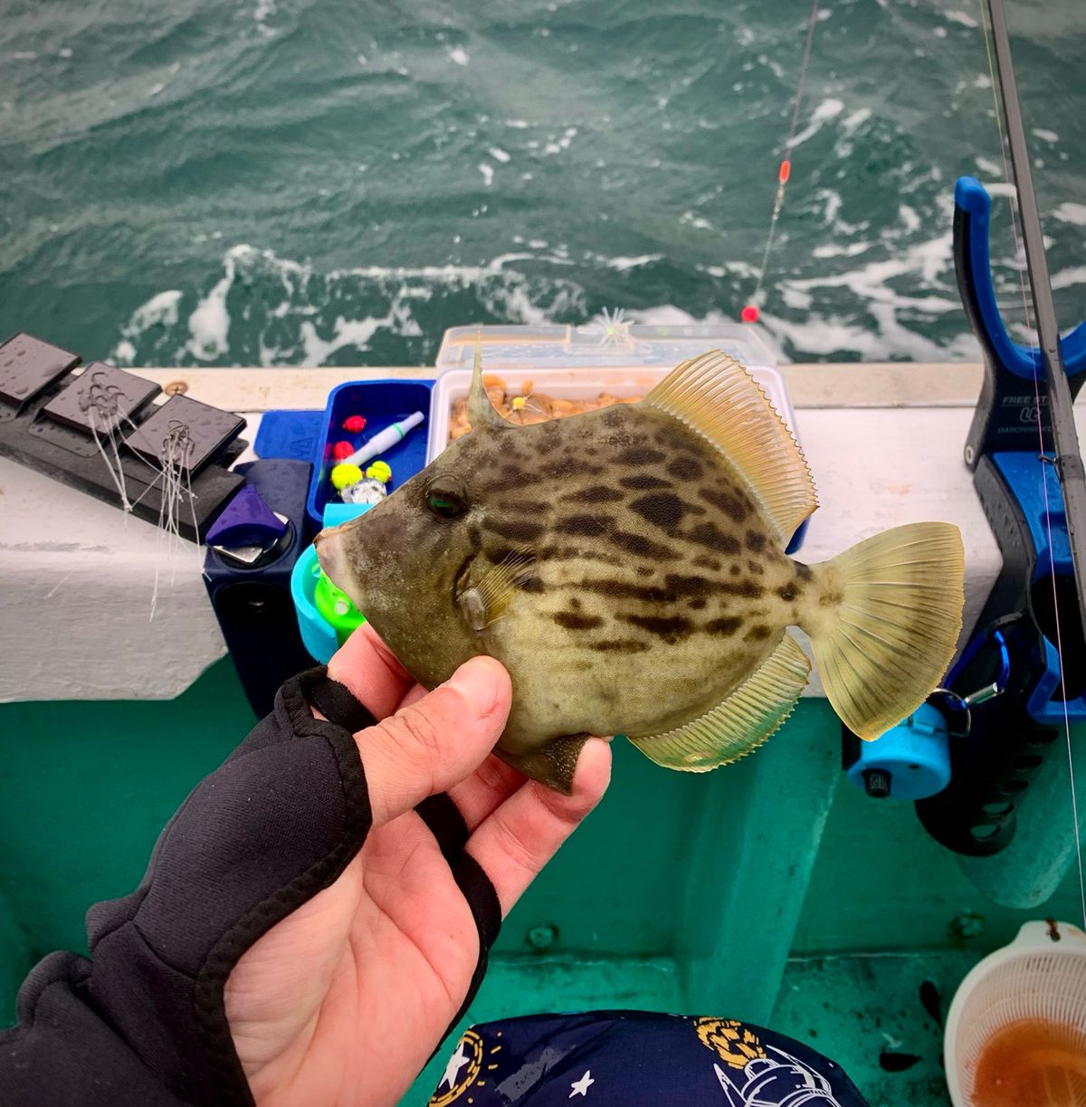 和歌山のもりもっちゃんさんの釣果 1枚目の画像