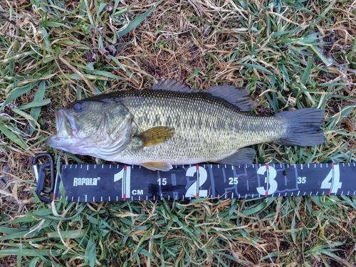 ラージマウスバスの釣果