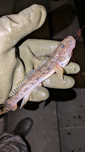 マハゼの釣果