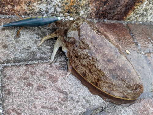 コウイカの釣果