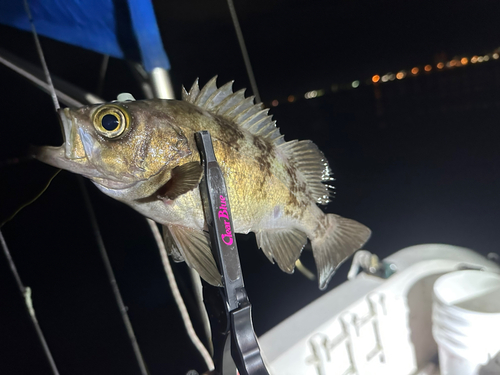 メバルの釣果