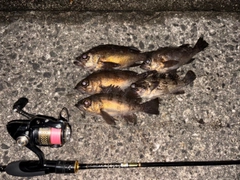 クロメバルの釣果