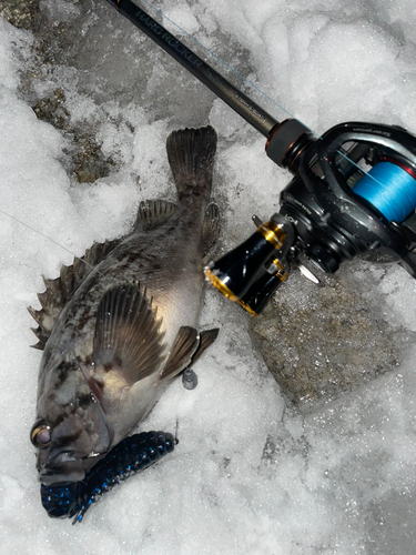 クロソイの釣果