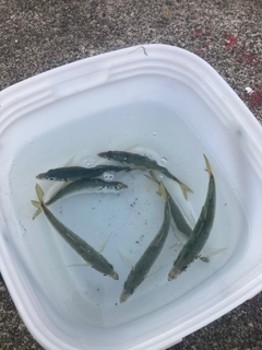 マルアジの釣果