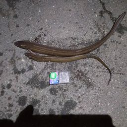アナゴ