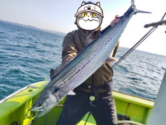 サワラの釣果