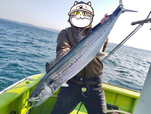 サワラの釣果