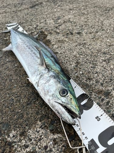 サワラの釣果
