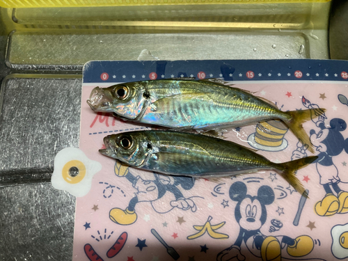 アジの釣果