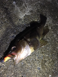 エゾメバルの釣果