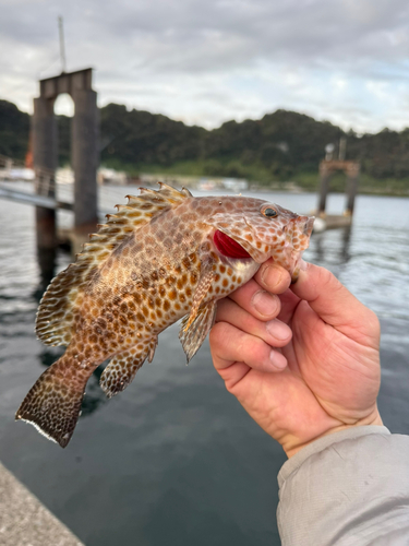 オオモンハタの釣果